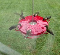 2016 hummingbirds.jpg